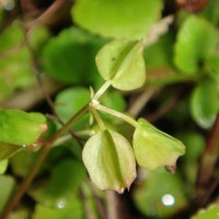 Torenia polygonoides Benth.